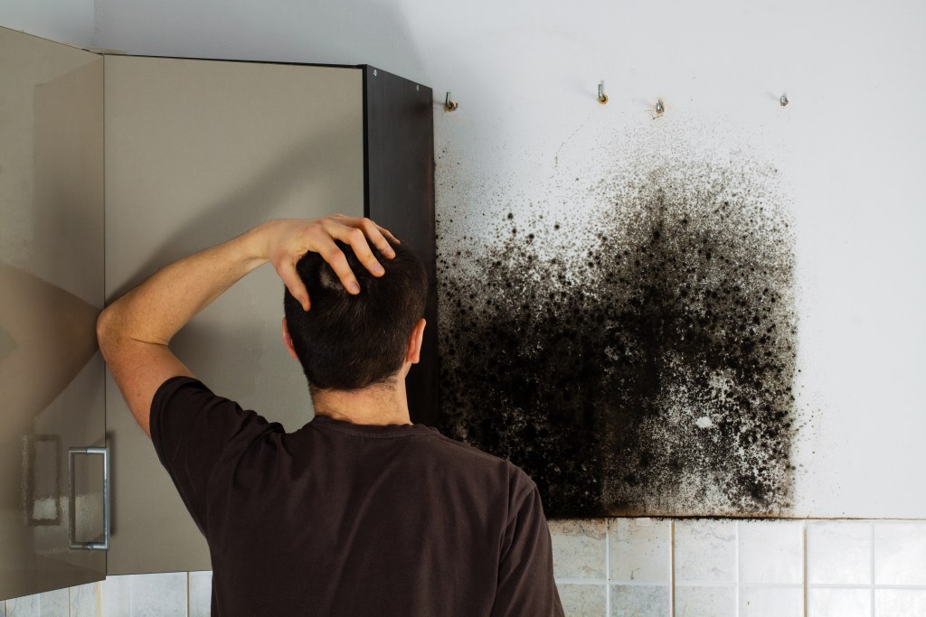 Mold Removal Cost