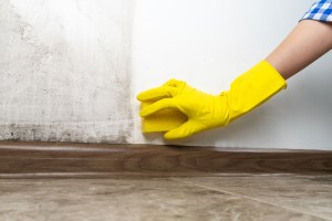 Mold Removal in Brooklyn