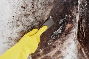 Mold Removal New York
